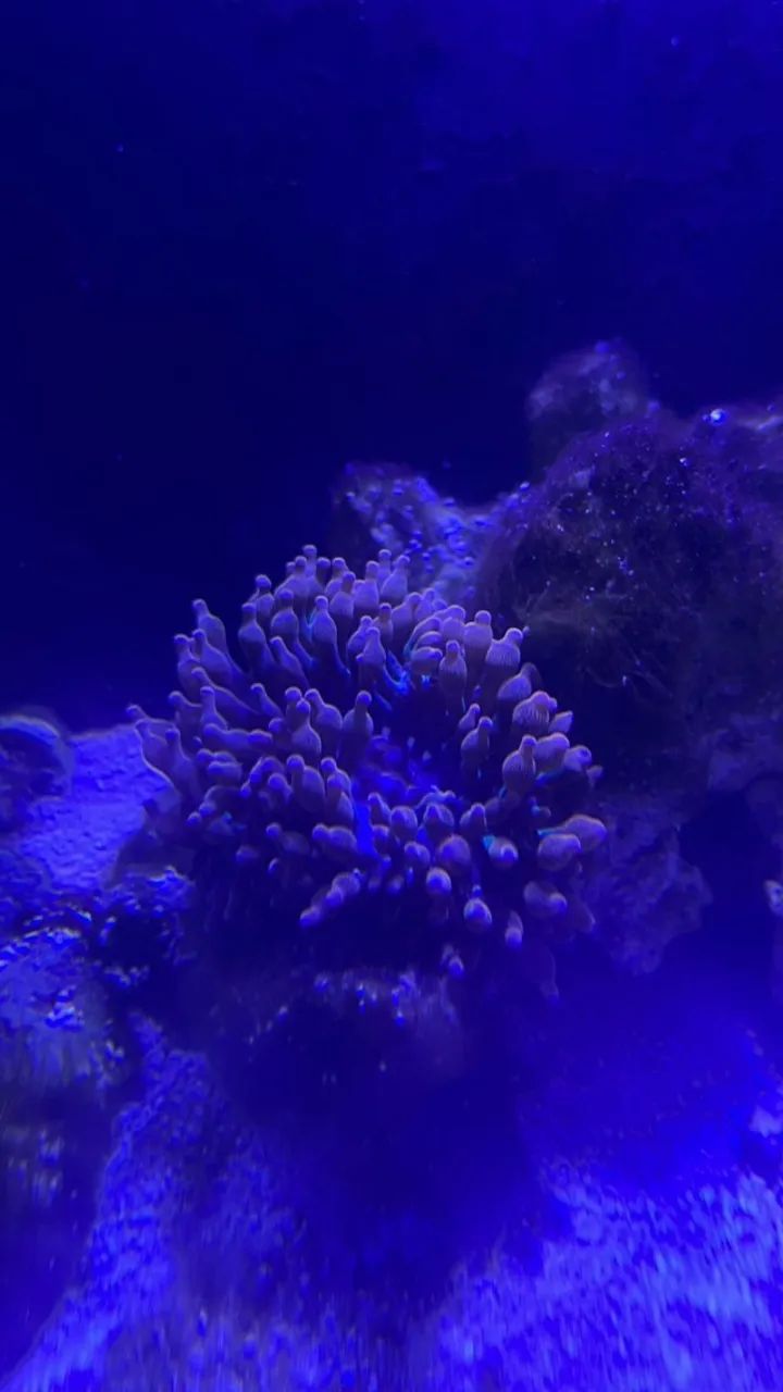 Aquário Marinho com Sump Traseiro, Movel e Luminária. 10x sem juros - Foto 4