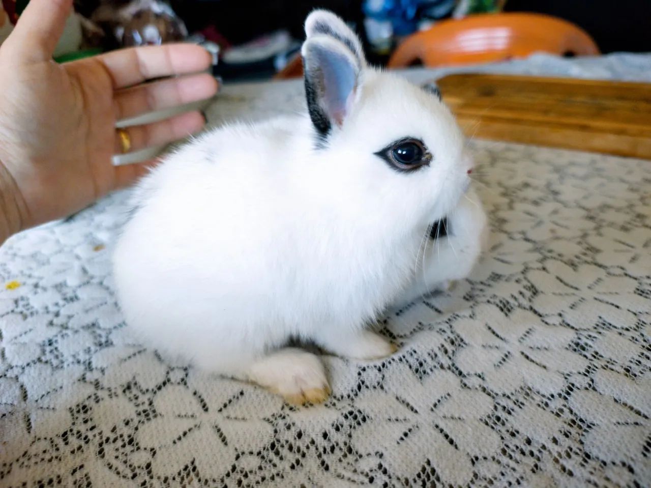 FILHOTES DE NETHERLAND DWARF PUROS - DISPONÍVEIS - Foto 2