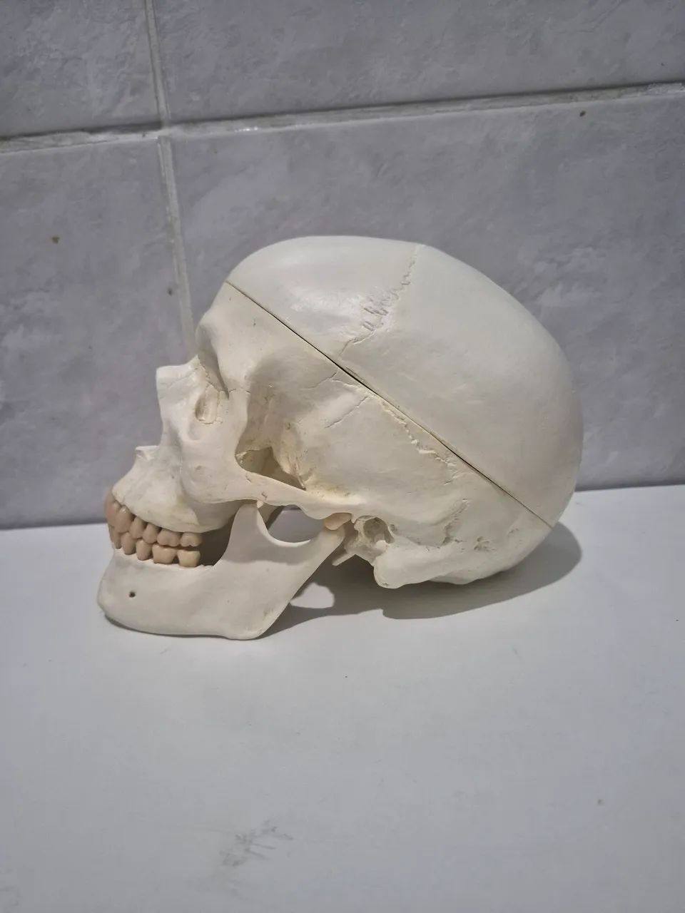modelo anatômico em tamanho real de crânio humano com encéfalo - Foto 5