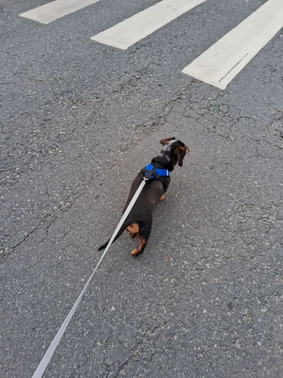 Passeador de cães.  Dog. WhatsApp  11- *  - Foto 6