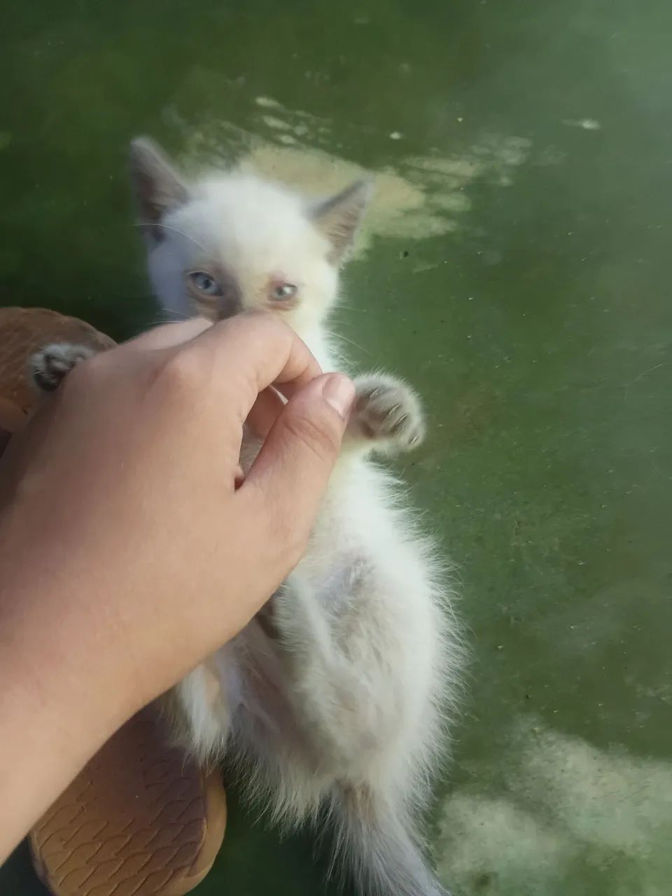 Gatinha de 1 mês e meio - Foto 4