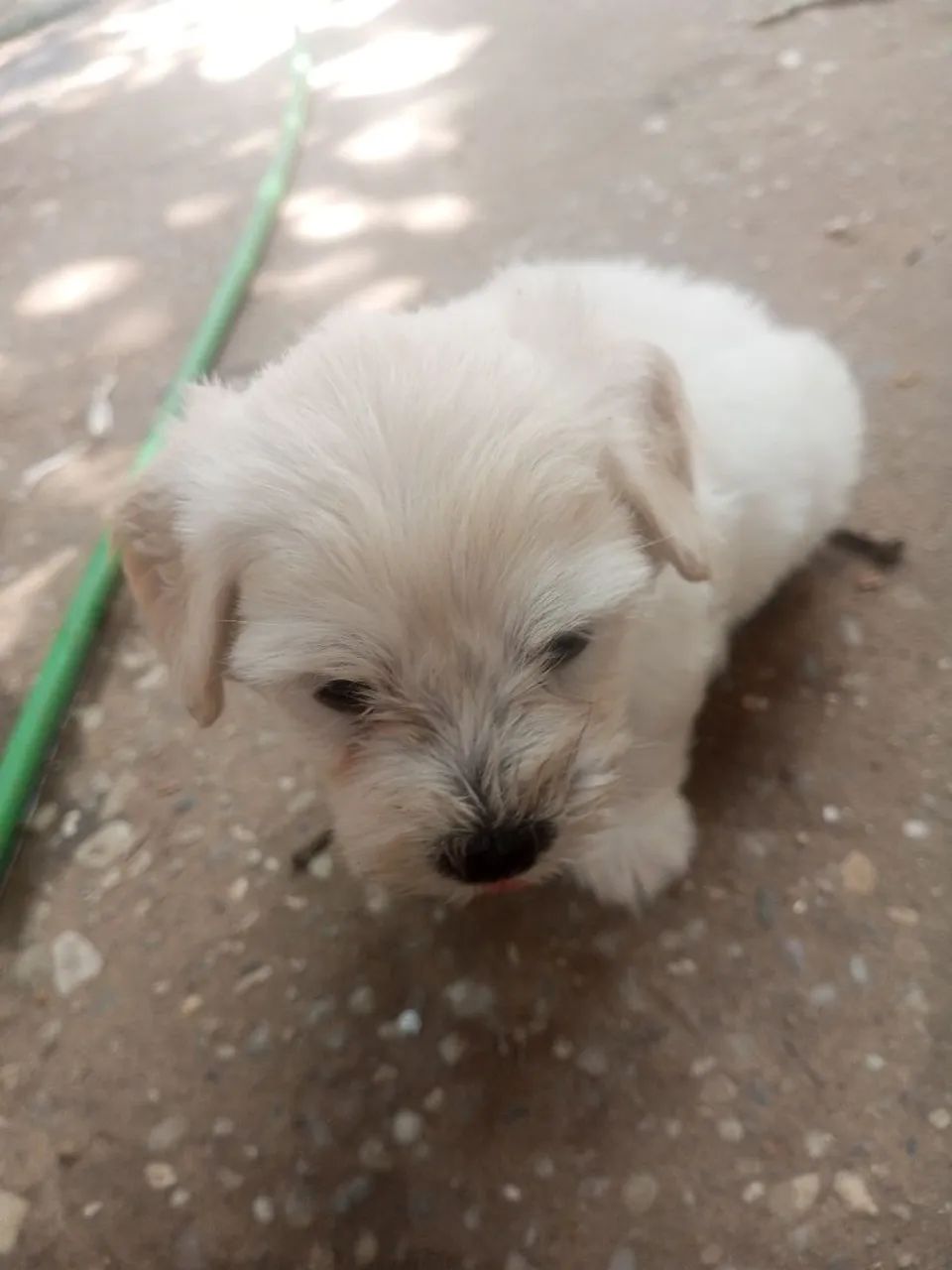 Poodle Tipo 1 - Foto 5