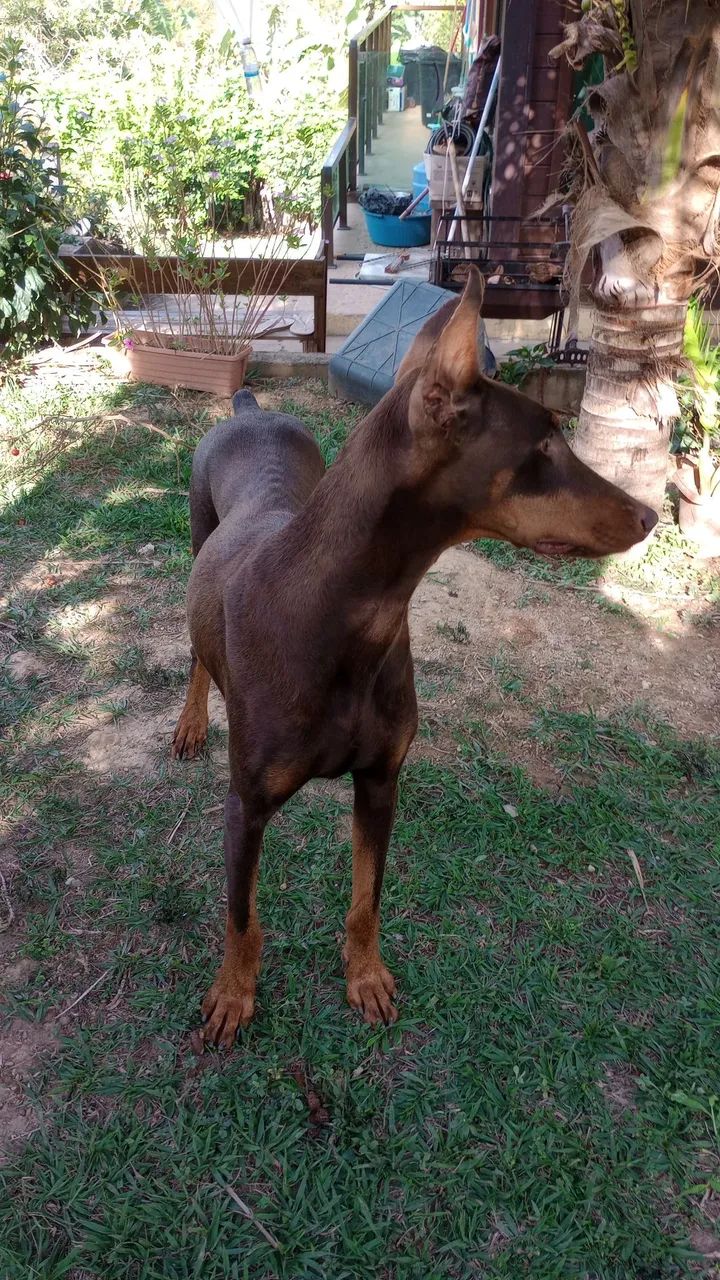 Filhote de doberman  - Foto 4