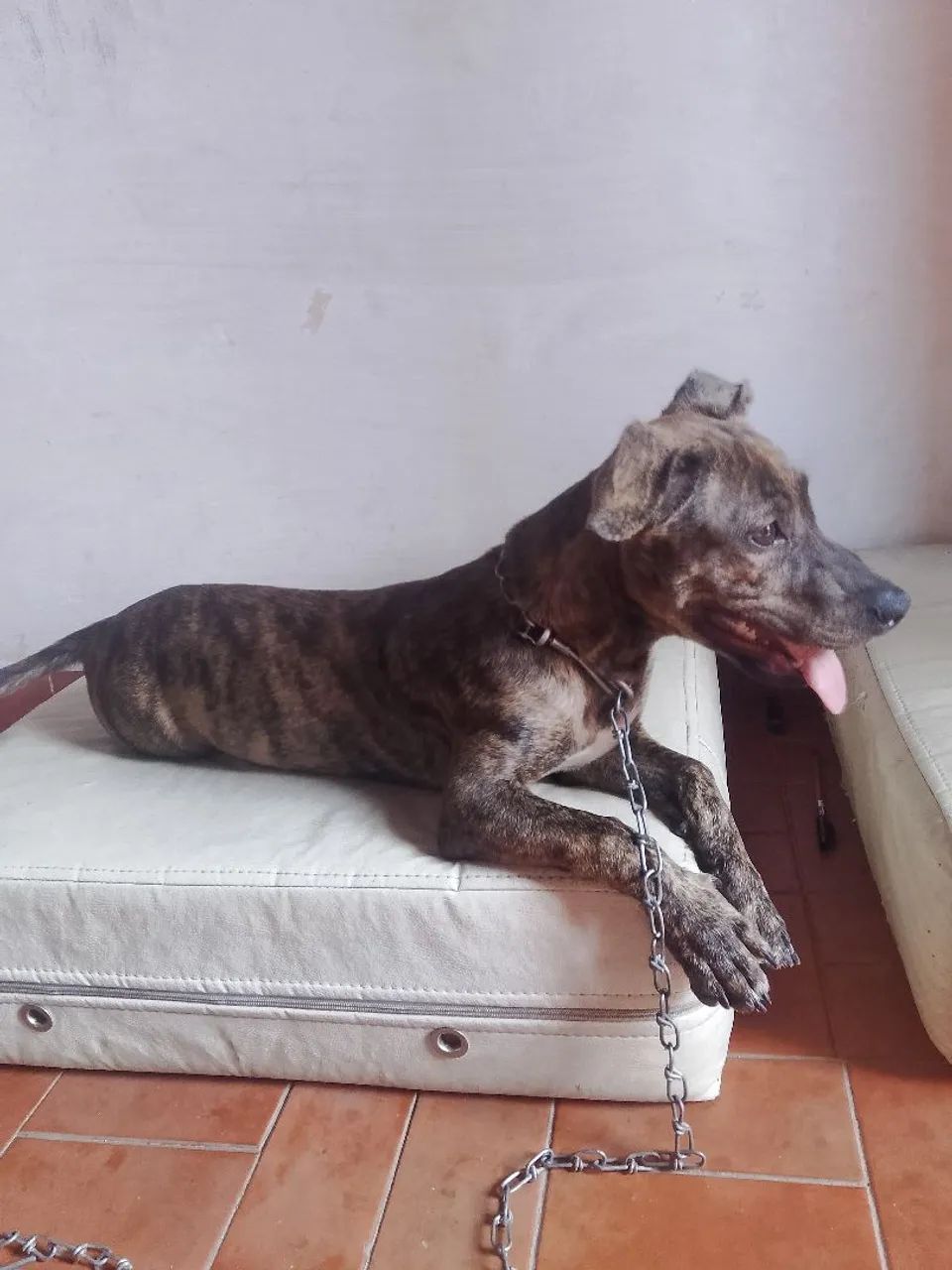 Cachorrinho para adoção  - Foto 5
