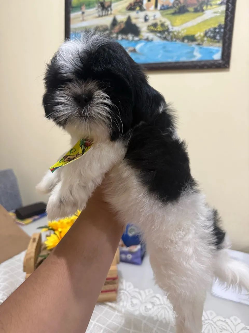 Shihtzu Micro Macho - Foto 4