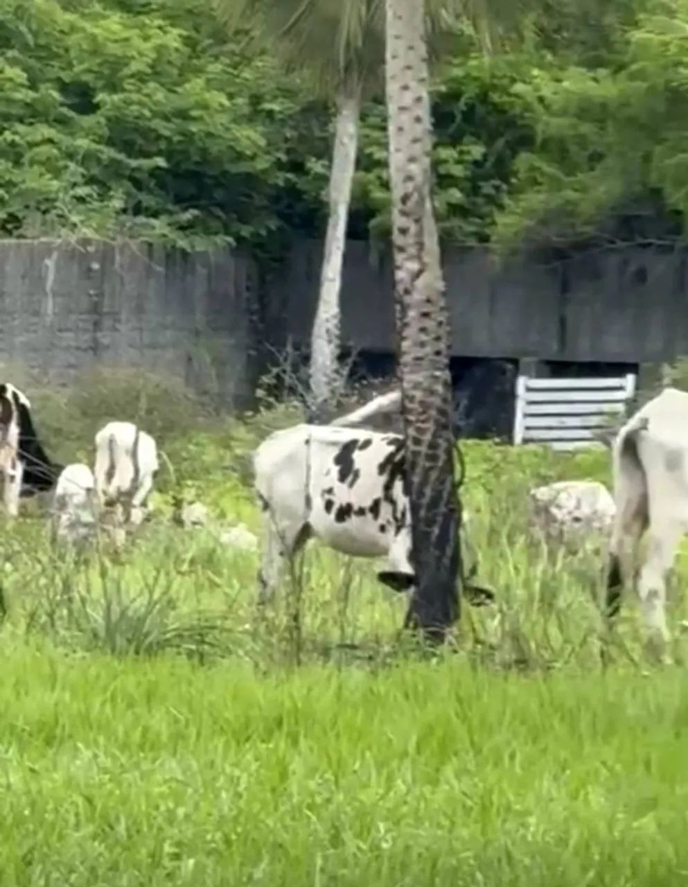 Oportunidade - Vacas Nelore com Bezerro ao Pé - Foto 2