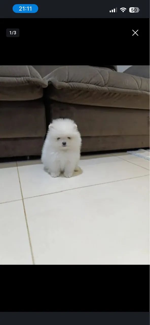 Spitz alemão 