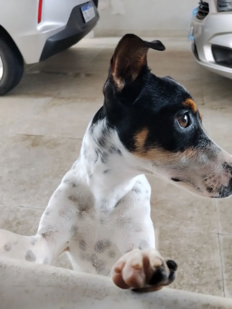 Cachorra Fox Paulistinha 