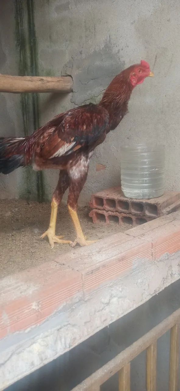 Galo indio - Foto 2
