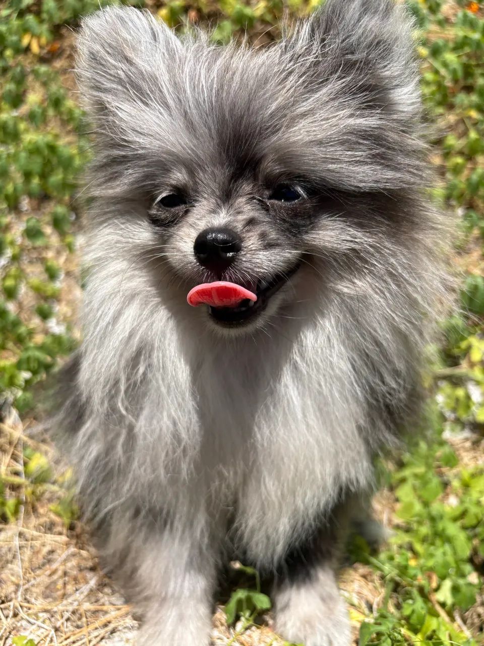 Spitz  - Foto 2