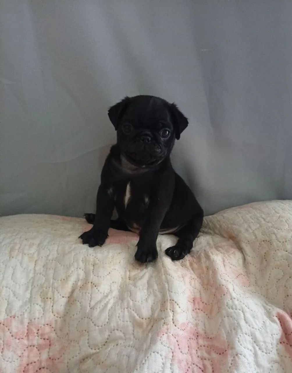 Filhote de Pug Black 