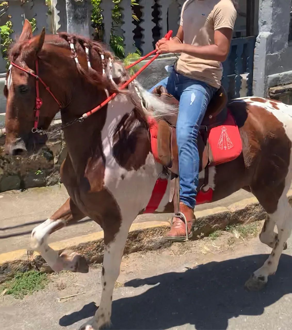 Vendo cavalo top - Foto 2