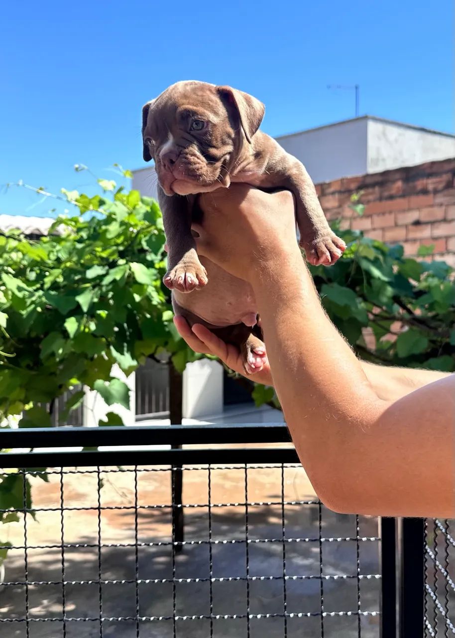 American bully micro  - Foto 2