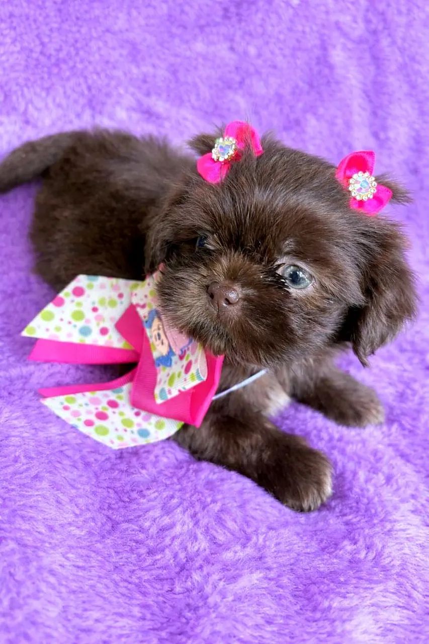 Shih tzu chocolate