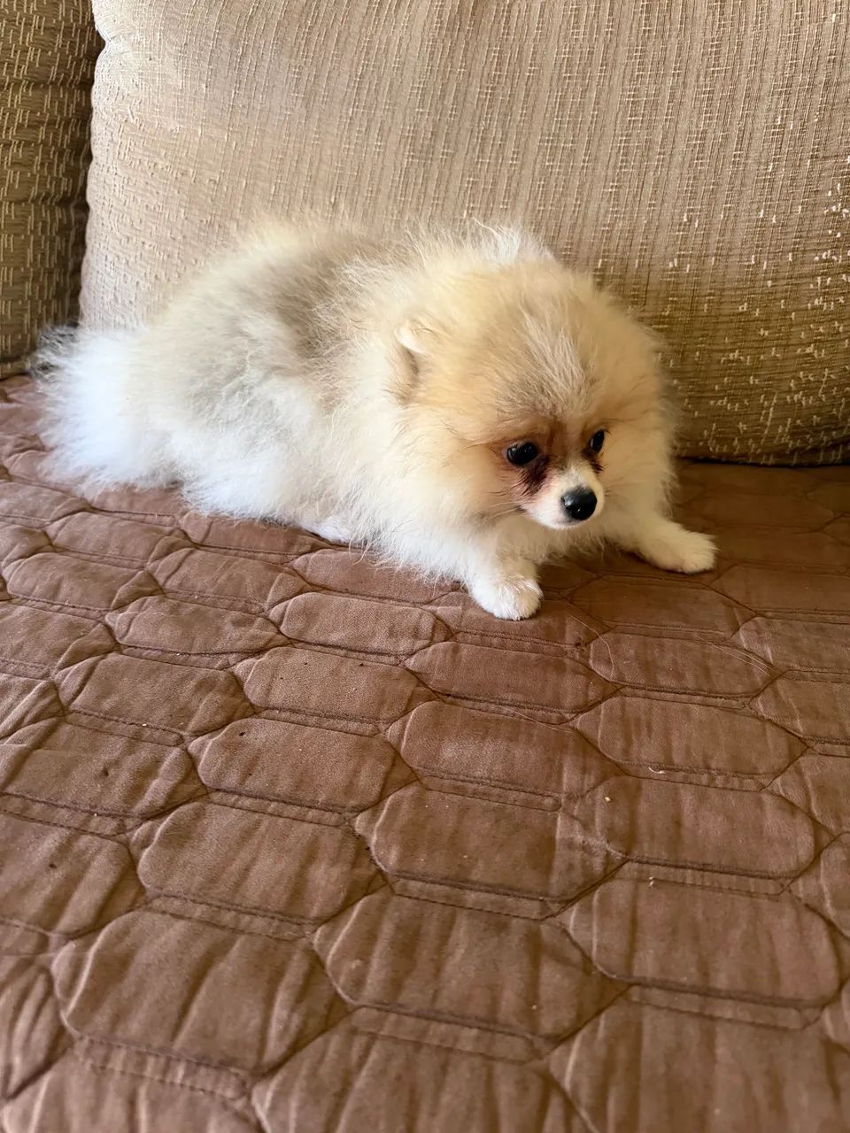 Spitz Alemão  - Foto 4
