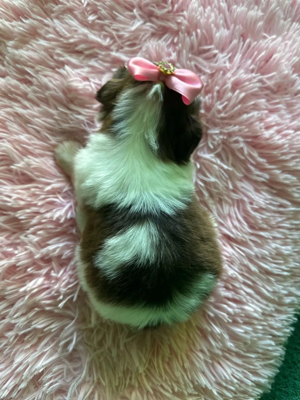 Filhotes de shihtzu 