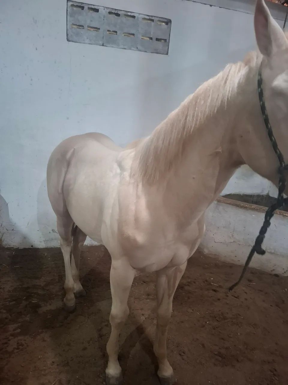 Potra cremelo com 1 ano e 10 meses - Foto 2