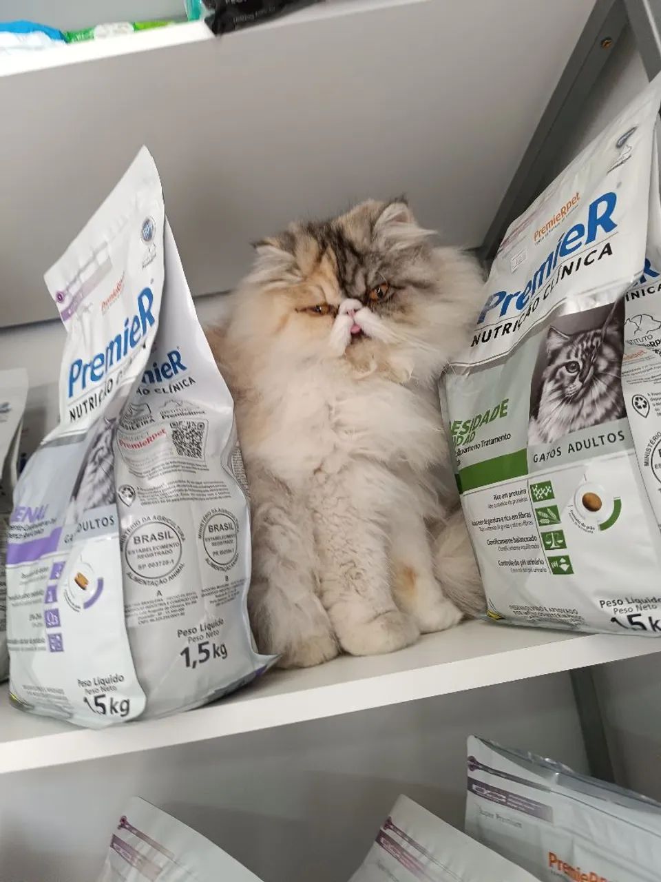 Gatinhos persa para reserva  - Foto 5