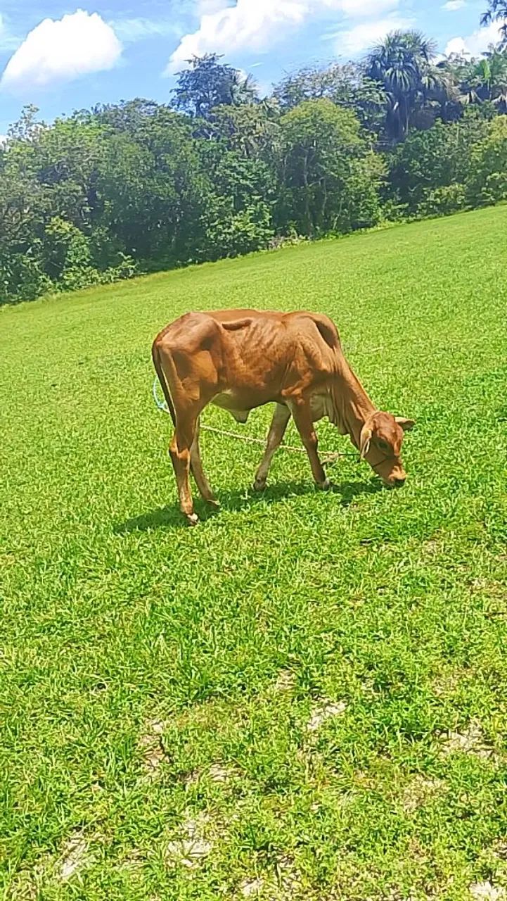 Estou vendendo uma bezerra - Foto 4