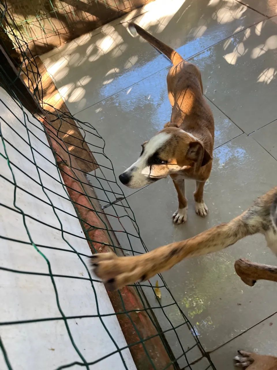 Adoção cachorro - Foto 2