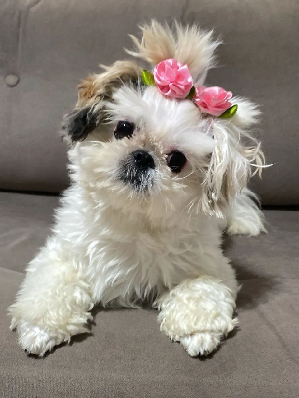 Cachorrinha preço 600
