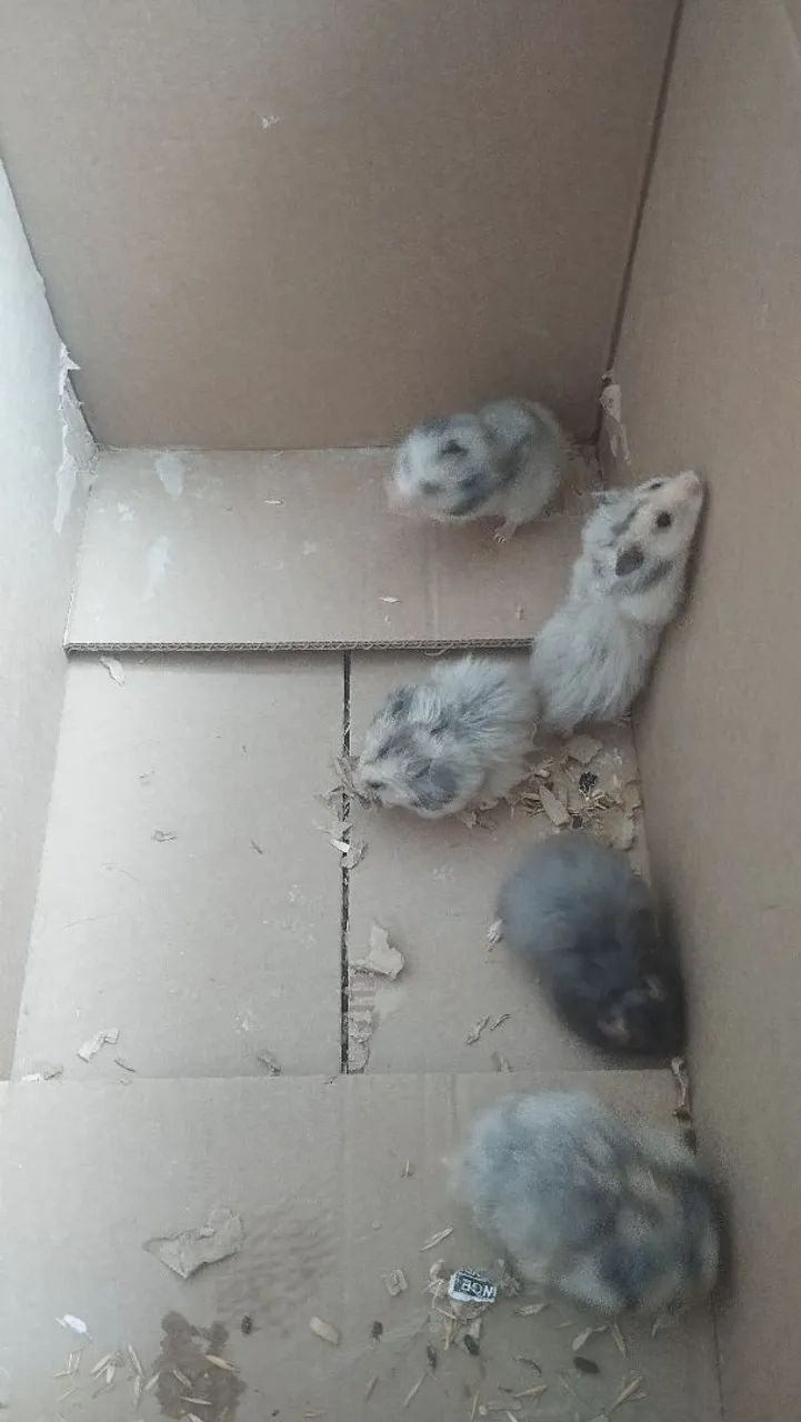 Doando Hamsters  - Foto 2