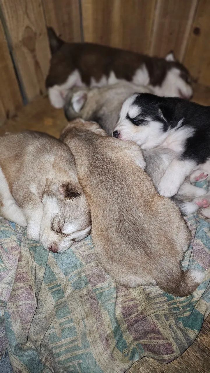 Husky siberiano 