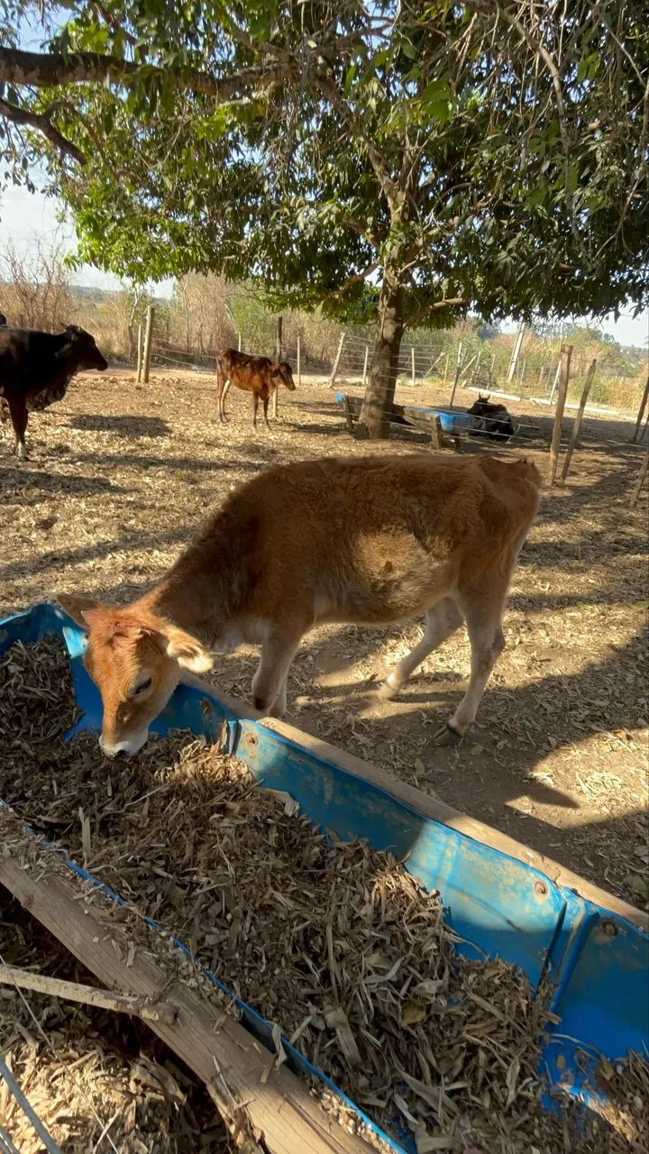 Vaca e novilha Jersey  - Foto 4