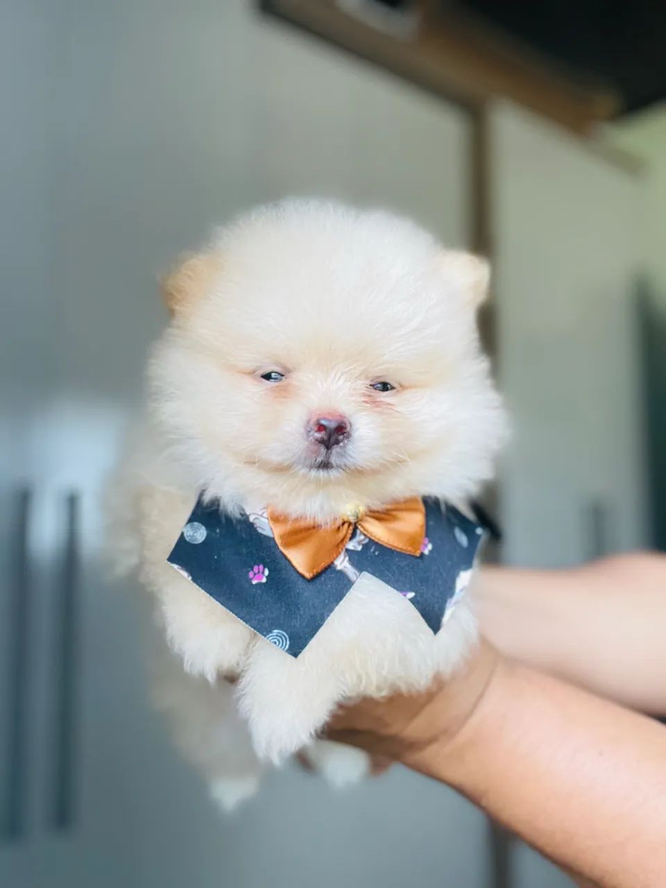 Macho de spitz para ENTREGA