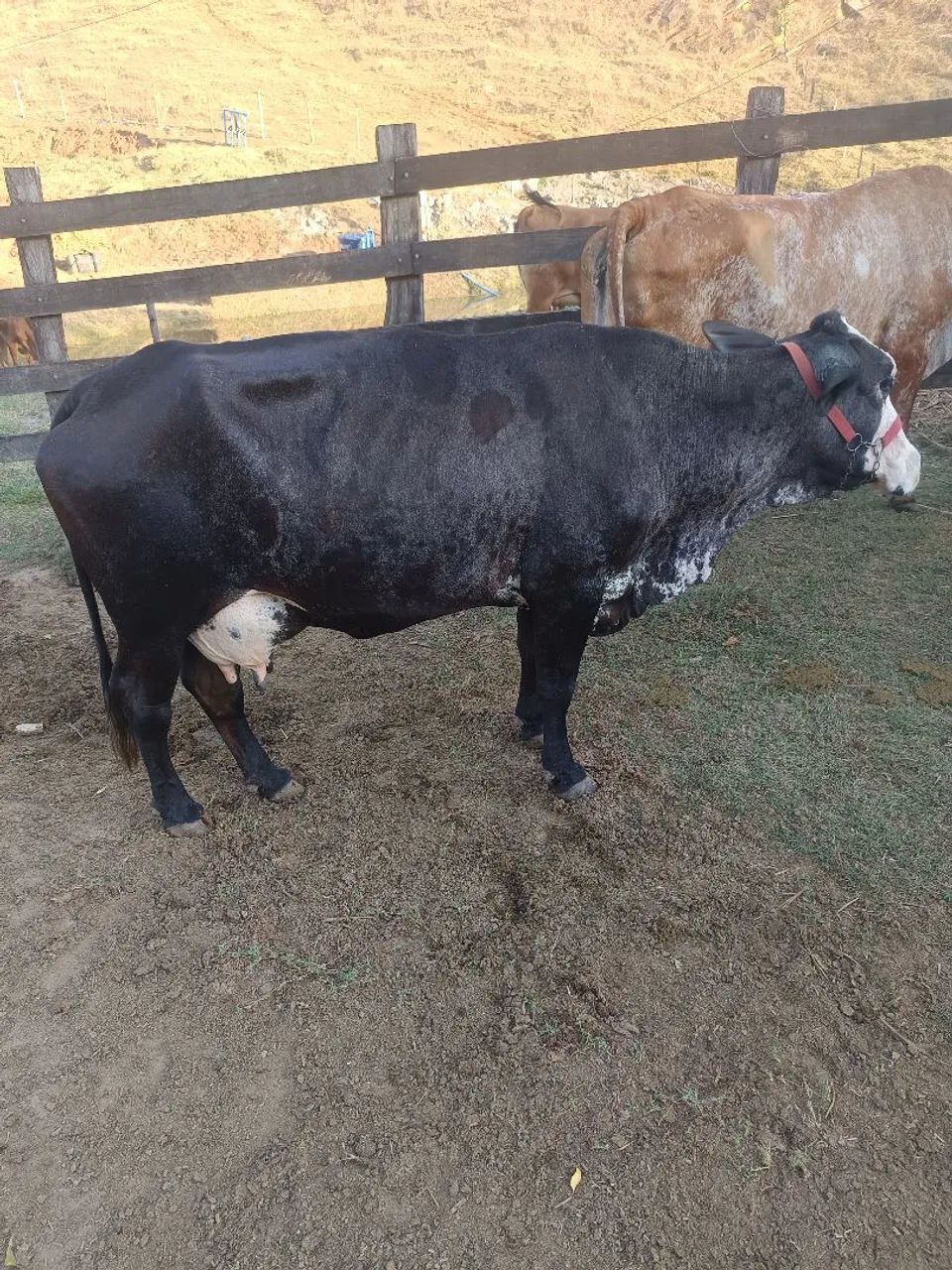 Vacas de leite  - Foto 3