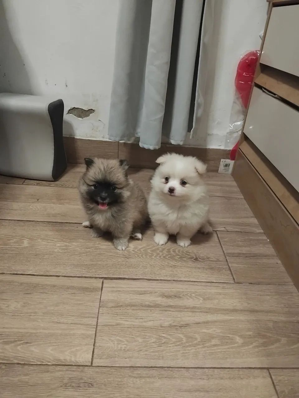 Lulu da pomêrania verdadeiros ursinhos  - Foto 4