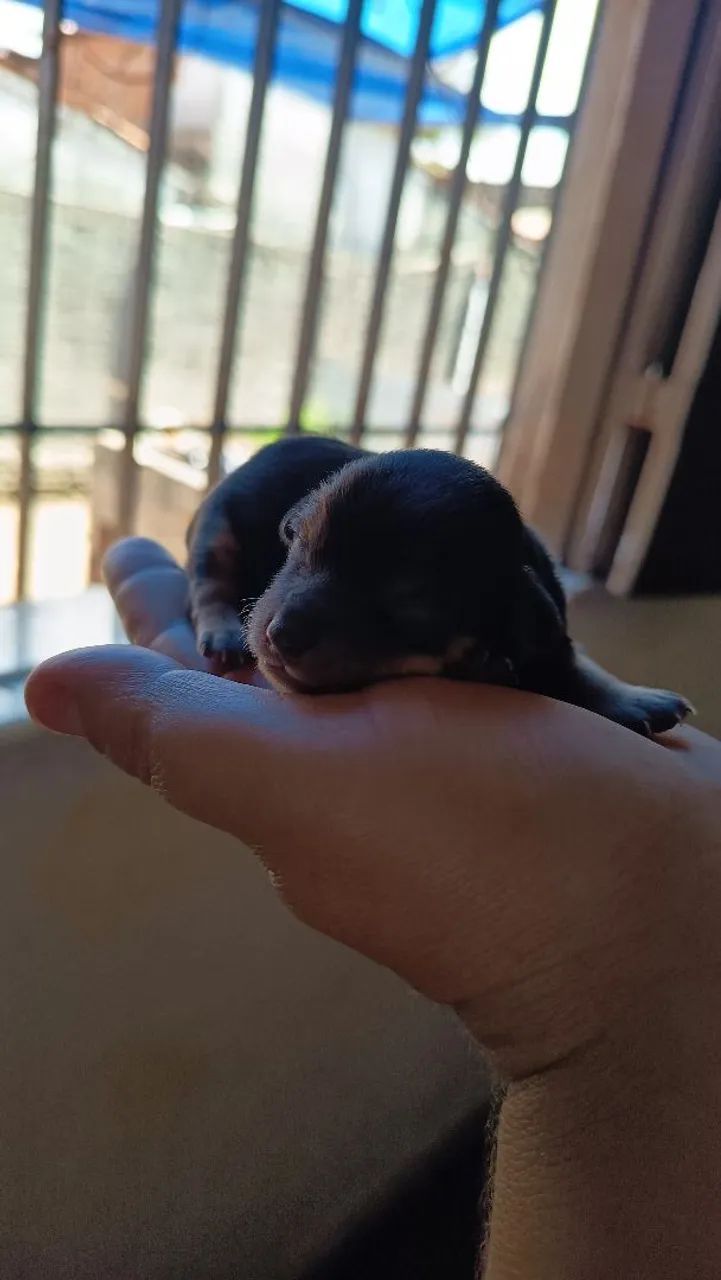 Pincher pai e mãe puro - Foto 3