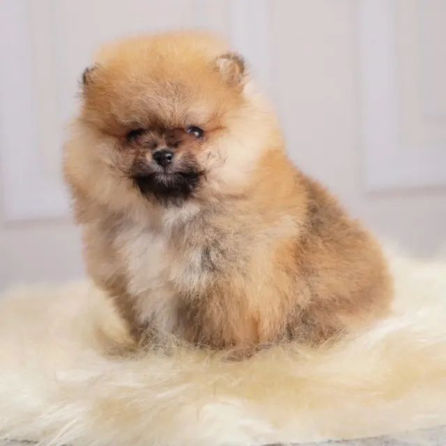 Cachorro  - Foto 3