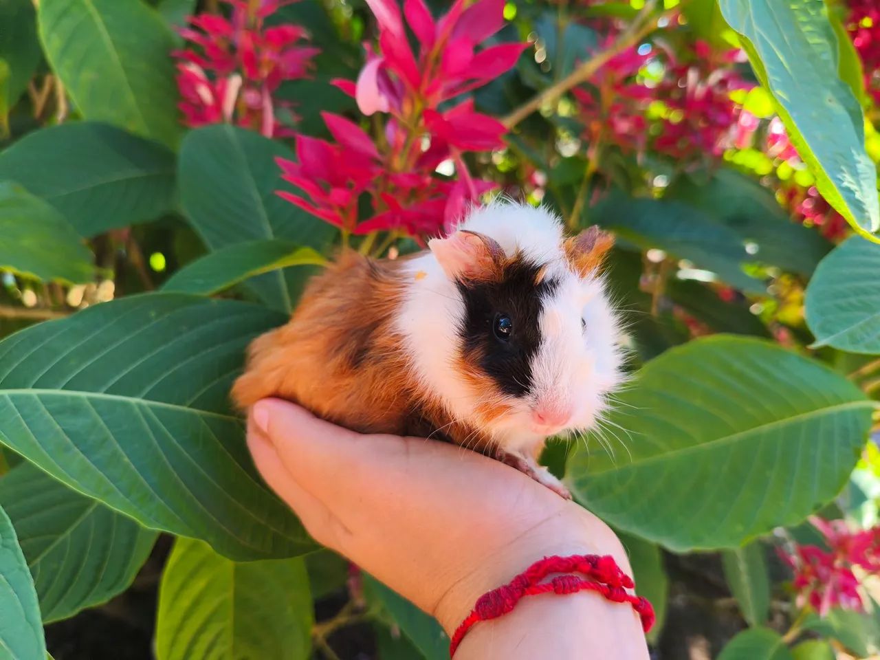 Porquinho da índia 