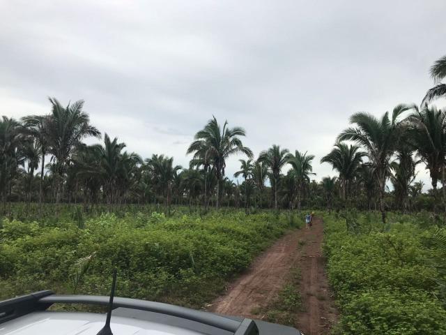 Fazenda no Município Cantanhede - Vendo