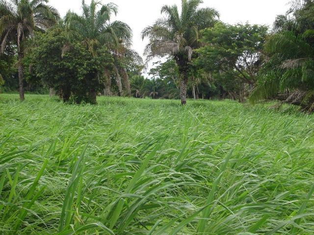Fazenda 6,000 ha Vale do Araguaia MT. Cinematográfica - Foto 7