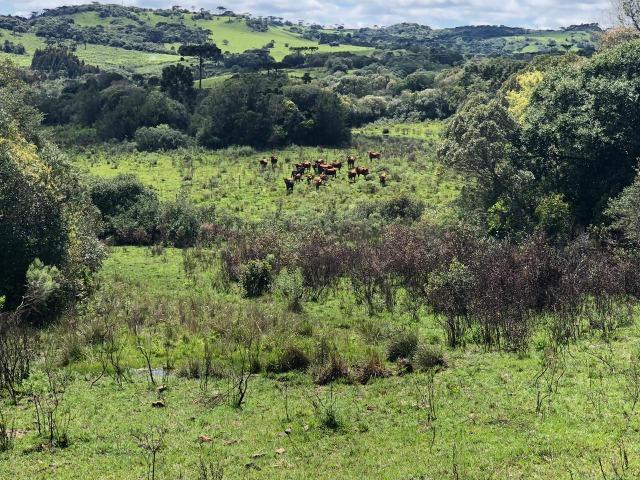 Fazenda 86 hectares Cazuza Ferreira - Foto 5