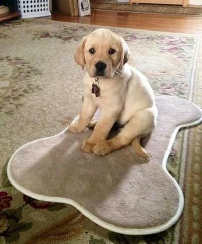 Labrador Lindos filhotes a pronta entrega, 15 anos de trabalho