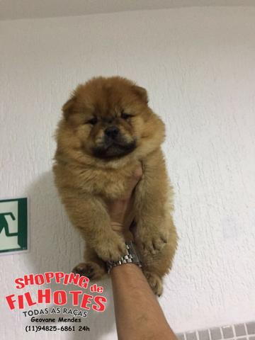Chow-chow Vermelho/Creme/Dourado/Preto/Branco - todos no excelente padrão da raça - Foto 2
