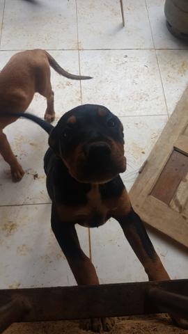 RottWeiler Fêmea (Mestiço)