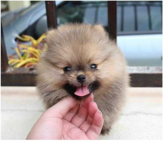 Spitz Alemão Filhotes com assistêsncia Veterinária gratuita durante 6 meses - Foto 2