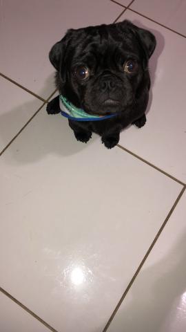 Pug macho a procura de uma fêmea. - Foto 6