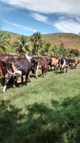 Venda-se ou troco está propriedade de 8.7 alqueires Município cachoeiro Itapemirim/ES - Foto 4