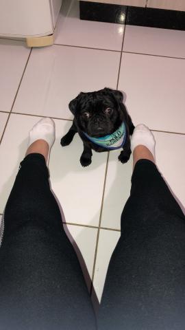 Pug macho a procura de uma fêmea. - Foto 5