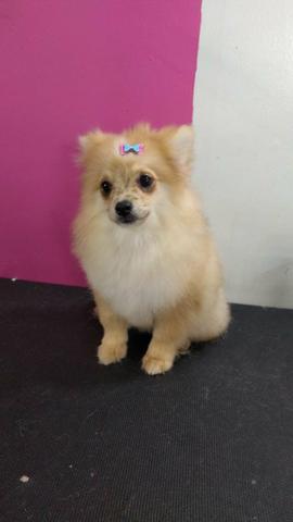 Filhotes de Spitz Alemão - Foto 2