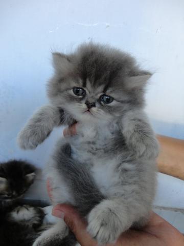 Vende-se filhotes de gato persas!!! - Foto 2