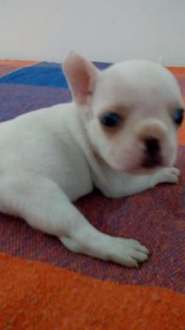 Bulldog Frances macho