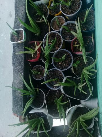 Plantas medicinais e frutiferas - Foto 2
