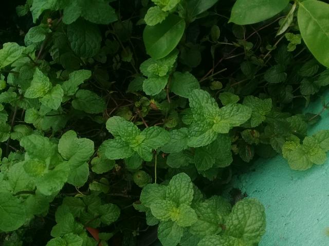 Plantas medicinais e frutiferas - Foto 4