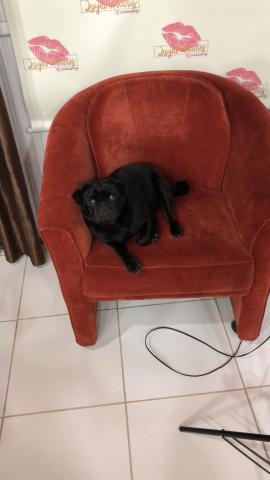 Pug macho a procura de uma fêmea. - Foto 3